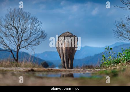 Questa immagine di elefante è presa al parco nazionale di Corbett in India Foto Stock