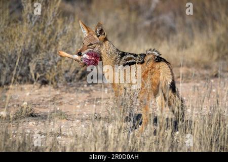 Jackal nero (Lupulella mesomelas) con carriola, Kgalagadi Transfrontier Park, Capo Settentrionale, Sudafrica Foto Stock