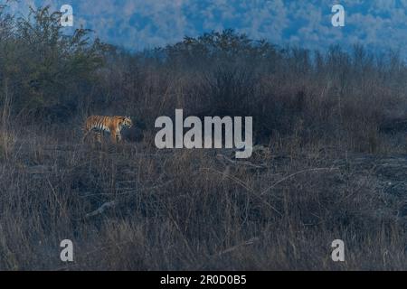 Questa immagine della tigre che cammina attraverso i boschi è presa al Parco Nazionale di Corbett in India Foto Stock