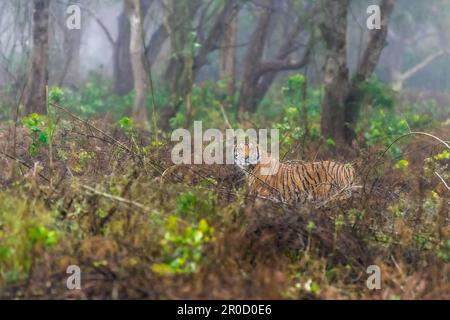 Questa immagine della tigre in piedi sotto la pioggia è presa al Parco Nazionale di Corbett in India Foto Stock