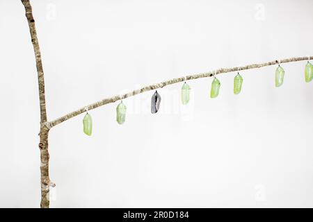 Monarca farfalla chrysalid appeso su un ramo isolato su sfondo bianco. Immagine educativa della pupa di farfalle. Pronto a nascere. Foto Stock