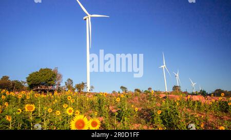 Un grande mulino a vento bianco si trova in un campo di girasole fiorente. Foto Stock