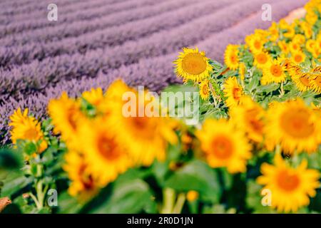 Girasoli e Lavanda, Valensole, Provenza Foto Stock