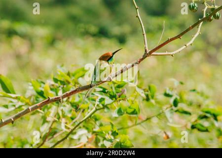 Testa di castagno Bee-eater testa arancione con occhi rossi. Ha capelli rossicci-arancioni che coprono la testa e le spalle. Spesso appollaiato sui rami aperti Foto Stock