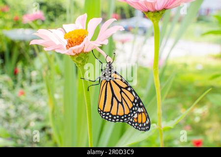 Farfalla monarca su un fiore rosa zinnia Foto Stock