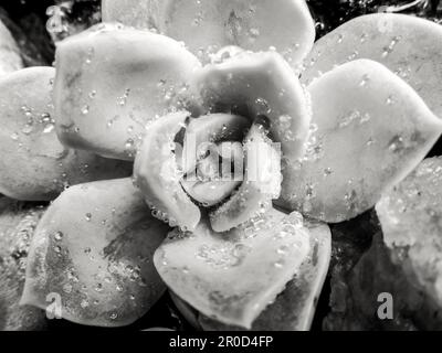 Primo piano di un Echevaria elegans, in bianco e nero, coperto di gocce d'acqua dopo una doccia a pioggia Foto Stock