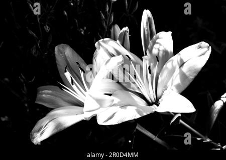 Gli impressionanti grandi fiori di un ibrido di giglio asiatico in bianco e nero Foto Stock