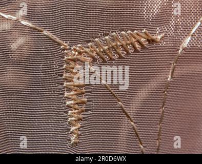 Primo piano di alcuni ricami su tessuto a tenda sottile Foto Stock