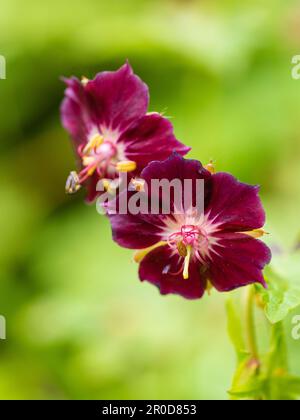 Fiori rossi scuri della primavera fioritura duro lutto vedova geranio, Geranium phaeum 'Samobor' Foto Stock