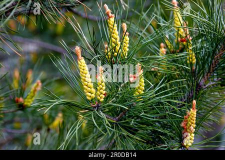 Immagine di un rametto di pino fiorito su sfondo verde Foto Stock