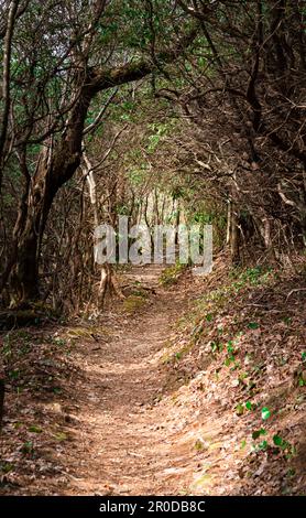 Sentiero Arkaquah attraverso fitti boschi Foto Stock