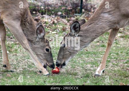 Un Doe e il suo anatra Yearling condividono una Apple in un giorno di primavera Foto Stock