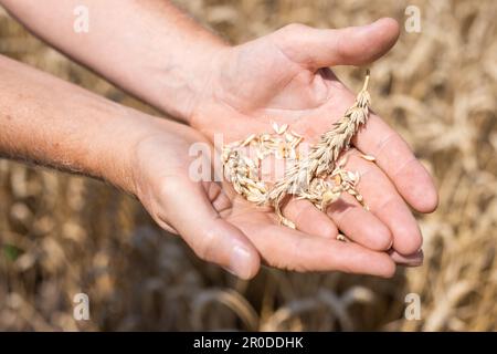 Il contadino esamina i grani di grano maturo nelle sue palme. Grano crescente e raccogliendo. Foto Stock
