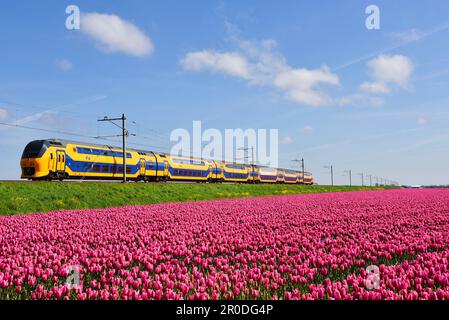 Den Helder, Paesi Bassi. Maggio 2023. Treno olandese che passa un campo fiorente di tulipani. Foto di alta qualità Foto Stock