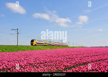 Den Helder, Paesi Bassi. Maggio 2023. Treno olandese che passa un campo fiorente di tulipani. Foto di alta qualità Foto Stock