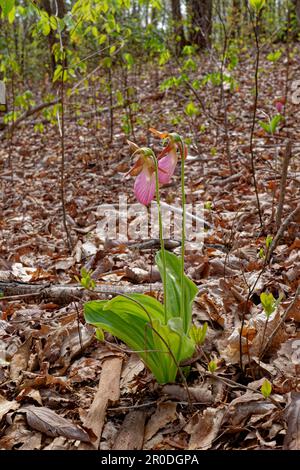 Un paio di piante di flipper rosa donna che crescono insieme in piena fioritura e fogliame circondato da foglie cadute nella vista di primo piano della foresta in primavera Foto Stock