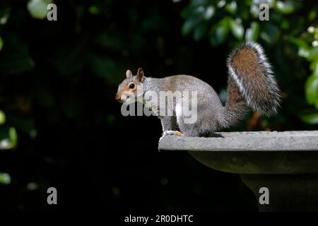 Uno scoiattolo grigio in piedi su un bagno di uccelli in un giardino con cespugli sullo sfondo Foto Stock