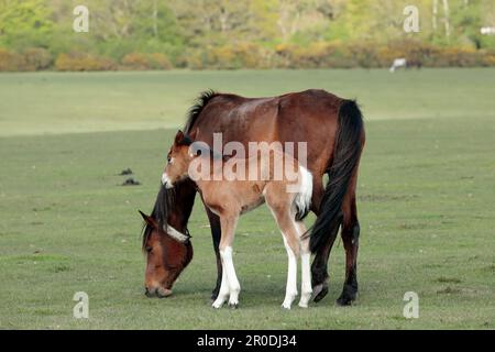Un fallo di pony marrone e bianco della New Forest con la madre, in piedi sull'erba con gli alberi sullo sfondo Foto Stock