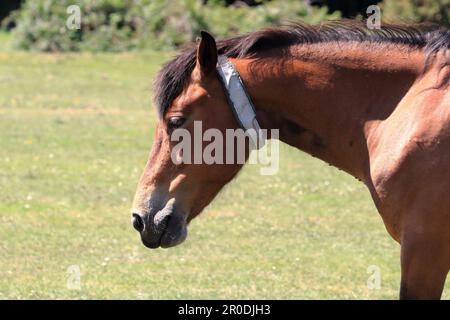 Un pony marrone castagno New Forest con erba e cespugli sullo sfondo, colpo di testa Foto Stock