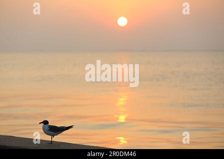 Gabbiano di mare al tramonto Foto Stock