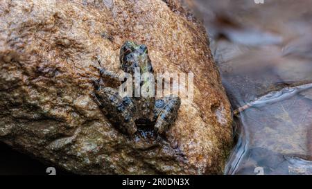 Primo piano di una rana leopardata meridionale arroccata su una roccia. Foto Stock