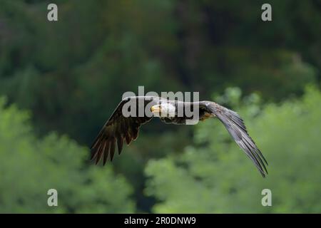 Una maestosa aquila calva che vola nel cielo sopra una foresta lussureggiante e una campagna ampia, con le sue ali estese in un'esposizione potente e graziosa Foto Stock