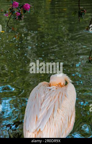 Pellicani a St James Park, Londra Foto Stock