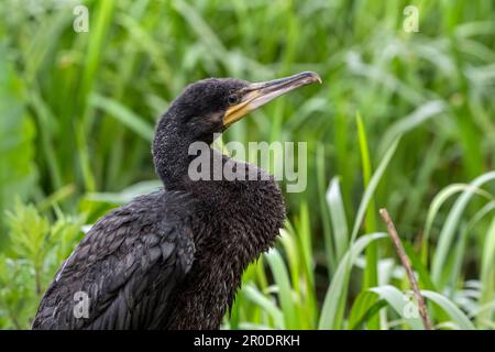 Grande cormorano (Phalacrocorax carbo) primo piano ritratto di giovani / nascenti / in primavera Foto Stock
