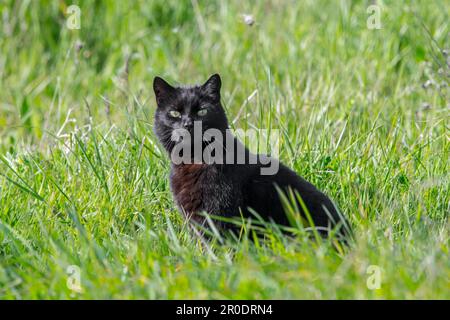 Gatto nero domestico (Felis catus) a caccia di topi e uccelli in prati / praterie Foto Stock