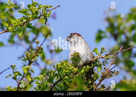 Passero di casa (Passer domesticus) maschio arroccato in arbusto in primavera Foto Stock