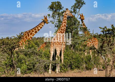 Giraffe in savana Kenya Foto Stock