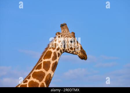 Giraffe in savana Kenya Foto Stock