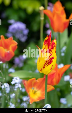 Tulipani Fabio frangiati rossi e gialli in primavera, tra le altre piante, arbusti e verde in un giardino suburbano leggermente trascurato, disordinato, con testa a letto. Foto Stock