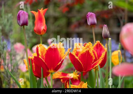 Tulipani Fabio frangiati rossi e gialli in primavera, tra le altre piante, arbusti e verde in un giardino suburbano leggermente trascurato, disordinato, con testa a letto. Foto Stock