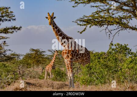 Giraffe in savana Kenya Foto Stock