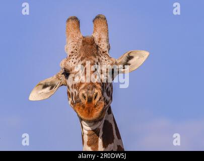 Giraffe in savana Kenya Foto Stock