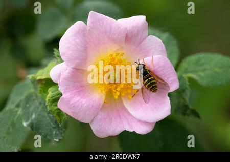 Fiore di Rosehip con insetti Foto Stock