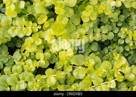 Il moneywort verde inoltre conosciuto come struttura strisciante del bacground di Jenny che cresce sul giardino. Lysimachia nummularia Foto Stock