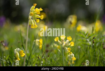 I cowslips primaverili fioriscono in un prato nel Worcestershire, Inghilterra. Foto Stock