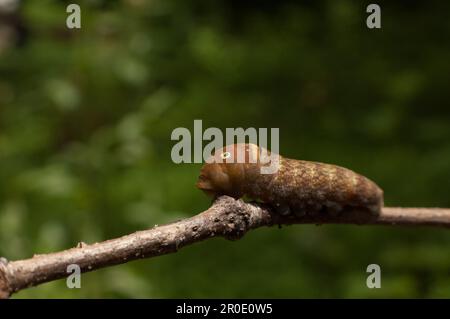 Eastern Tiger Swallowtail Caterpillar Foto Stock