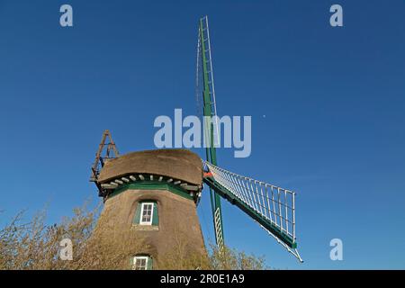 Mulino a vento Charlotte, Nieby, Geltinger Birk, Gelting Bay, Schleswig-Holstein, Germania Foto Stock