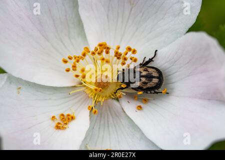Fiore di Rosehip con insetti Foto Stock