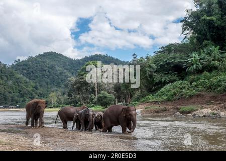 Elefanti che giocano nel fiume Mae-Taeng, Thailandia Foto Stock