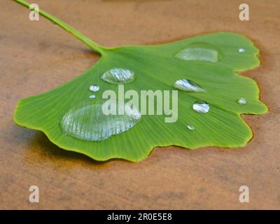 Foglia di Ginkgo (Ginkgo biloba) con goccia di pioggia, goccia d'acqua, ginkgo, Ginko Foto Stock