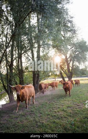 Un biotopo a Beeden vicino Homburg, Saarland, Germania Foto Stock