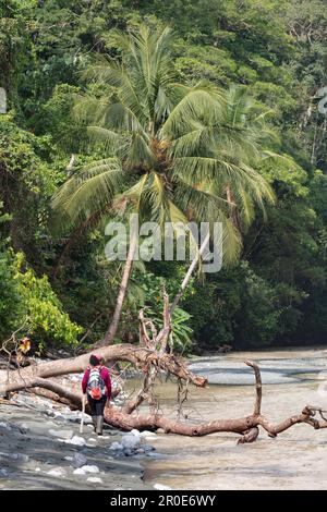 Escursioni attraverso il Corcovado National Park, penisola di Osa, Costa Rica, America Centrale Foto Stock