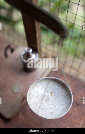 Oro appena panned che è pesato, Penisola di Osa, Costa Rica, America Centrale Foto Stock
