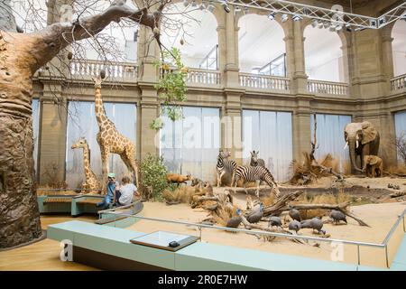 Il Museo della Ricerca Zoologica Alexander Koenig, mostra permanente Savannah, museo di storia naturale, Bonn, Renania settentrionale-Vestfalia, Germania Foto Stock