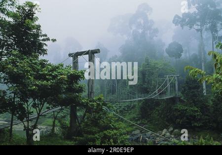 Ponte nella foresta pluviale, Borneo, Indonesia, Asia Foto Stock