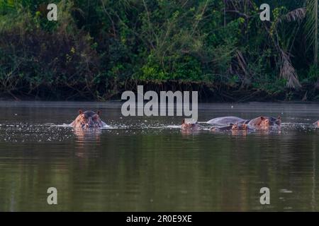 Bagno di ippopotami nel Parco Nazionale del Fiume Gambia, Gambia Foto Stock